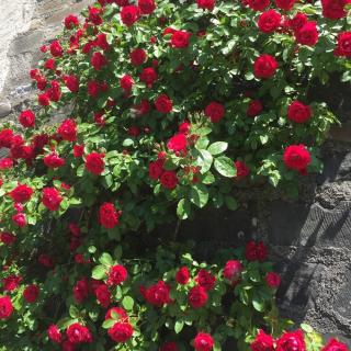 POPÍNAVÁ RUŽA - GARDEN BEAUTIES RED