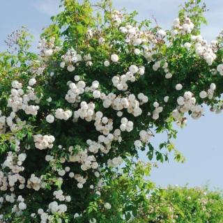 POPÍNAVÁ RUŽA - GARDEN BEAUTIES WHITE