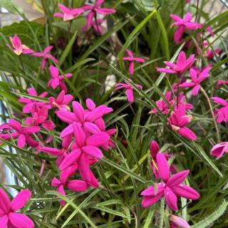 RHODOHYPOXIS - TWINKLE STARS