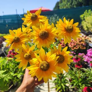 RUDBEKIA - SMILEY LEMON