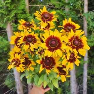 RUDBEKIA - SMILEY TIGER