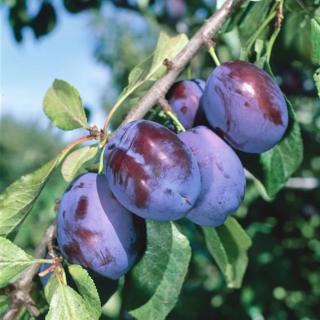 STĹPOVITÁ SLIVKA - FRUCA - MYROBALÁN (KOREŇOVÝ BAL)