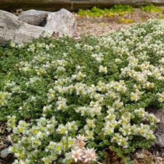 STRIEBRENKA HLAVIČKATÁ (PARONYCHIA) - SERPYLLIFOLIA