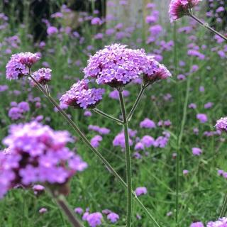 VERBENA ARGENTÍNSKA  (ŽELEZNÍK) - BONARIENSIS