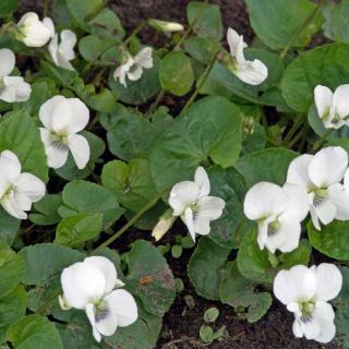 VIOLA SORORIA (FIALKA) - ALBIFLORA