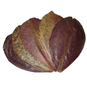Benibachi Leaf 5ks
