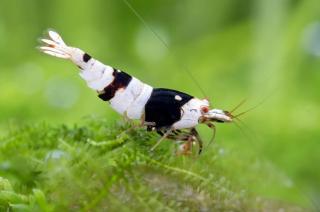 Caridina Cantonensis var. Crystal Black