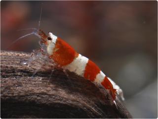 Caridina Cantonensis var. Crystal Red