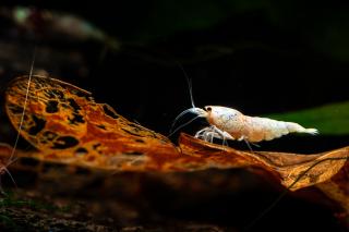 Caridina Cantonensis var. Snow White PWL