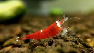 Caridina Cantonensis var. Super Crystal Red Santa