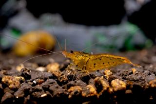 Caridina Cantonensis var. Tang Taitibee