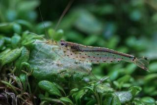 Caridina Japonica - veľkosť L