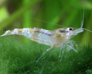 Caridina logemanii var. Ghost