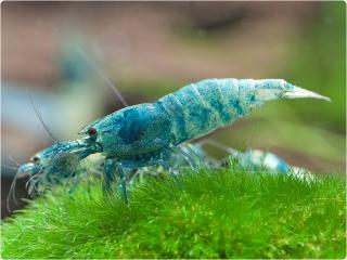 Caridina var. Blue Bolt