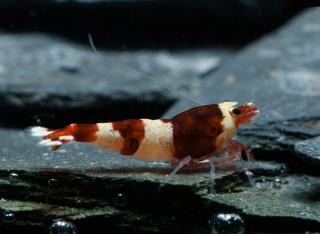 Caridina var. Red Wine