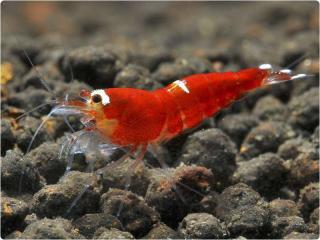 Caridina var. Super Crystal Red Multistripe