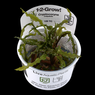 Cryptocoryne crispatula  var. balansae - In Vitro (Tropica)