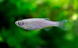 Danio dúhové - Danio albolineatus