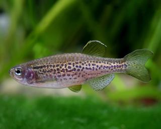 Danio leopardovité - Danio frankei
