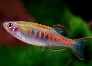 Danio myanmarské - Danio choprae