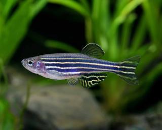 Danio prúžkované - Danio rerio