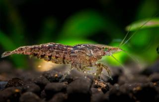 Neocaridina Davidi var. Mix zo selekcie chovov