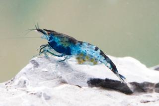 Neocaridina var. Blue Rili