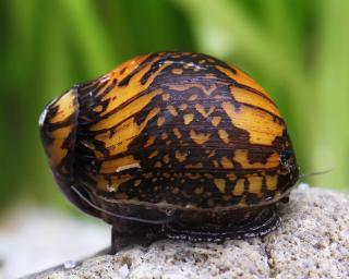 Neritina sp. Batik