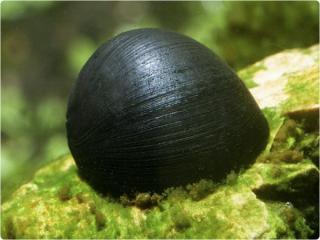 Neritina sp. Black helmet