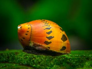 Neritina sp. Spotted