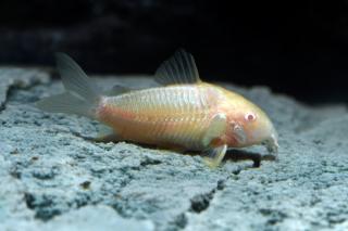 Pancierniček aeneus Albin - Corydoras aeneus albin