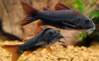 Pancierníček čierný venezuelský - Corydoras sp. black venezuela