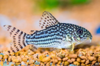 Pancierníček drobný - Corydoras nanus