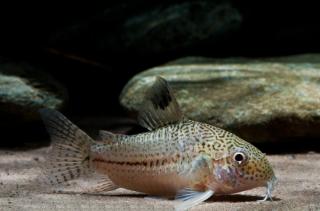 Pancierníček leopardí - Corydoras julli