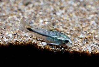 Pancierniček malý - Corydoras pygmaeus