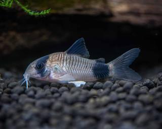 Pancierníček panda - Corydoras panda