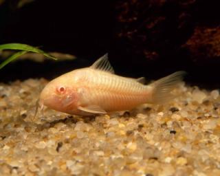 Pancierníček škrvrnitý albín - Corydoras paleatus albin