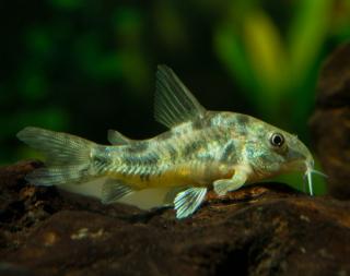 Pancierníček škrvrnitý - Corydoras paleatus