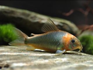 Pancierníček zelenavý - Corydoras eques