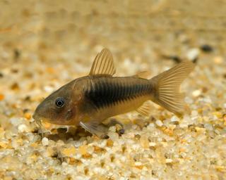 Pancierníček zelený - Corydoras aeneus