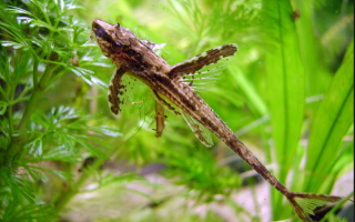 Prísavnik Kopinatý - Rineloricaria Lanceolata