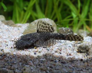 Prísavník obyčajný - Ancistrus sp.