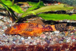Prísavnik sp. red + black - Ancistrus sp. red + black