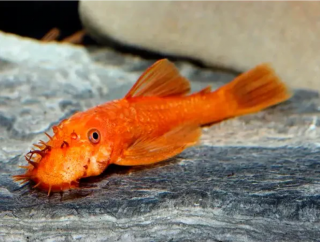Prísavník Super red - Ancistrus sp. Super red