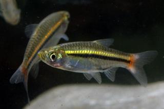 Razbora čiernopruhá - Rasbora borapetensis