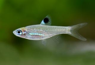 Razbora okoškvrnná - Brevibora dorsiocellata