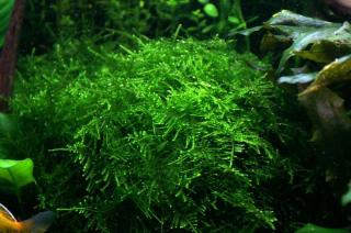 Taiwan moss - Taxiphyllum alternans