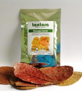 Tantora Catappa Leaves - Listy Mandlovníka veľkosť L 18-30cm 50ks