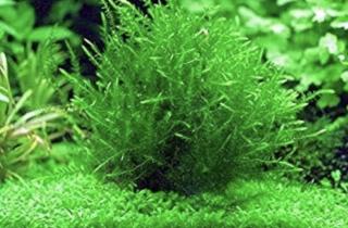 Willow moss - Fontinalis antipyretica