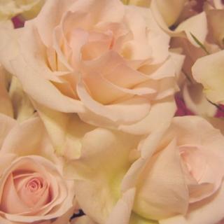BIO Ružová voda z bielej ruže Rosa Alba 0,071% 25 l